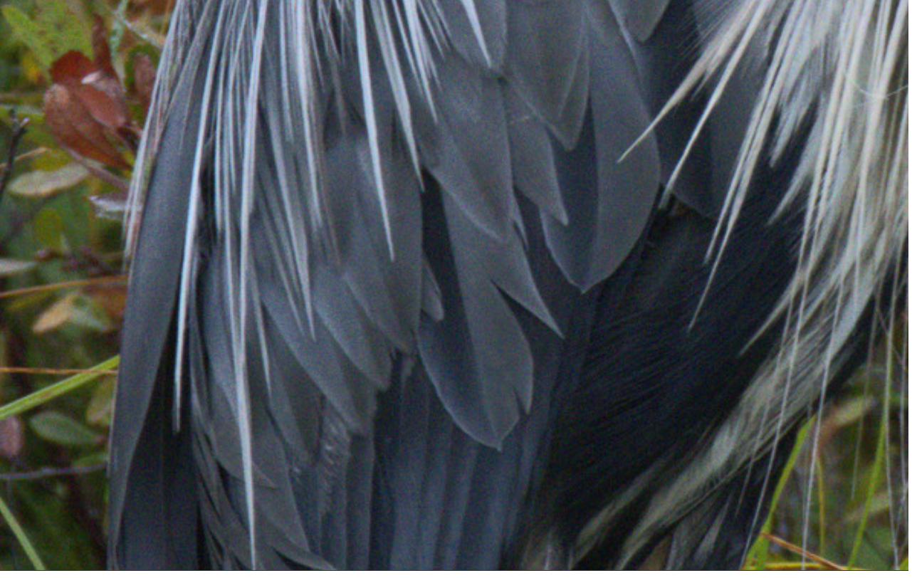 Feather detail held through the develop pipeline