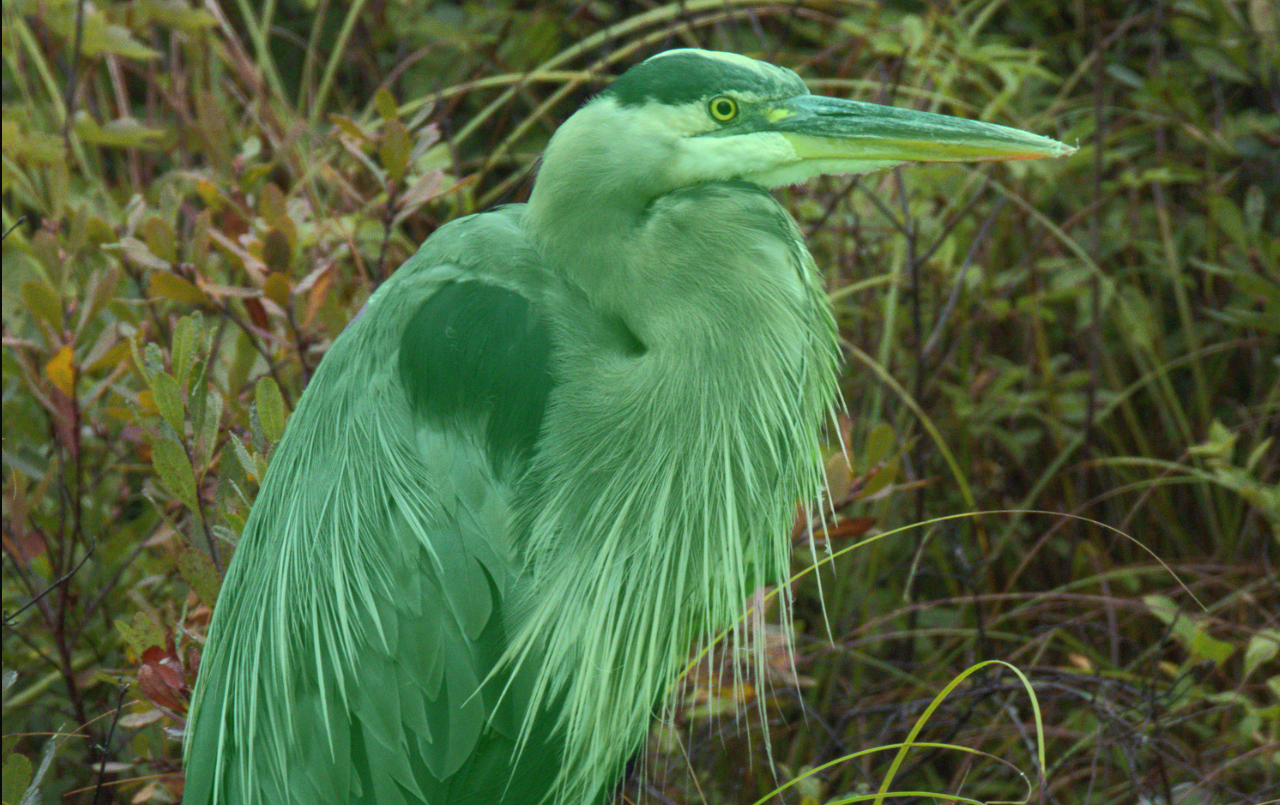 Kovex Rawify's mask on the same heron, following every plume