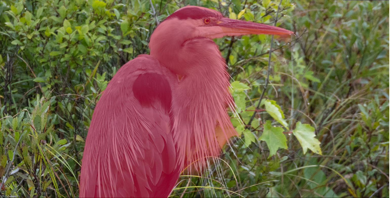 Lightroom's subject mask on a great blue heron, leaving the breast plumes unmasked