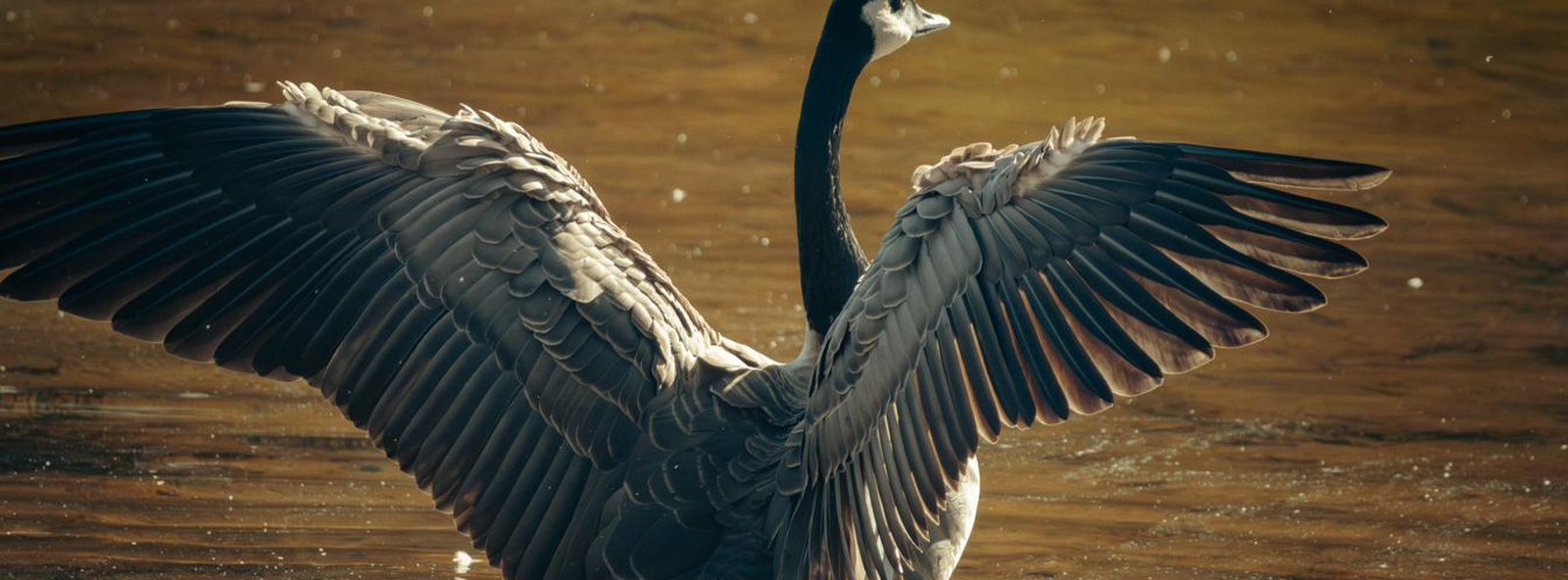 A Canada goose rising from golden water, wings spread