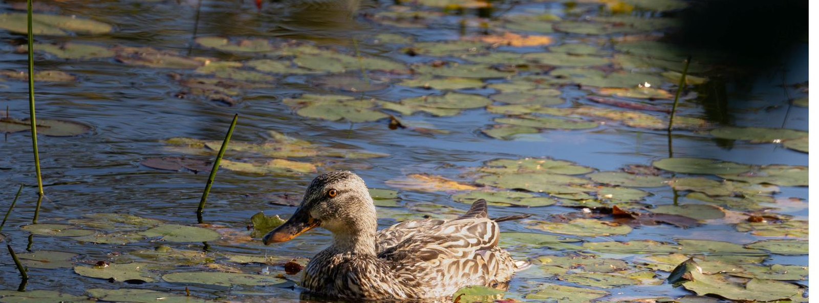 A duck among lily pads on still water
