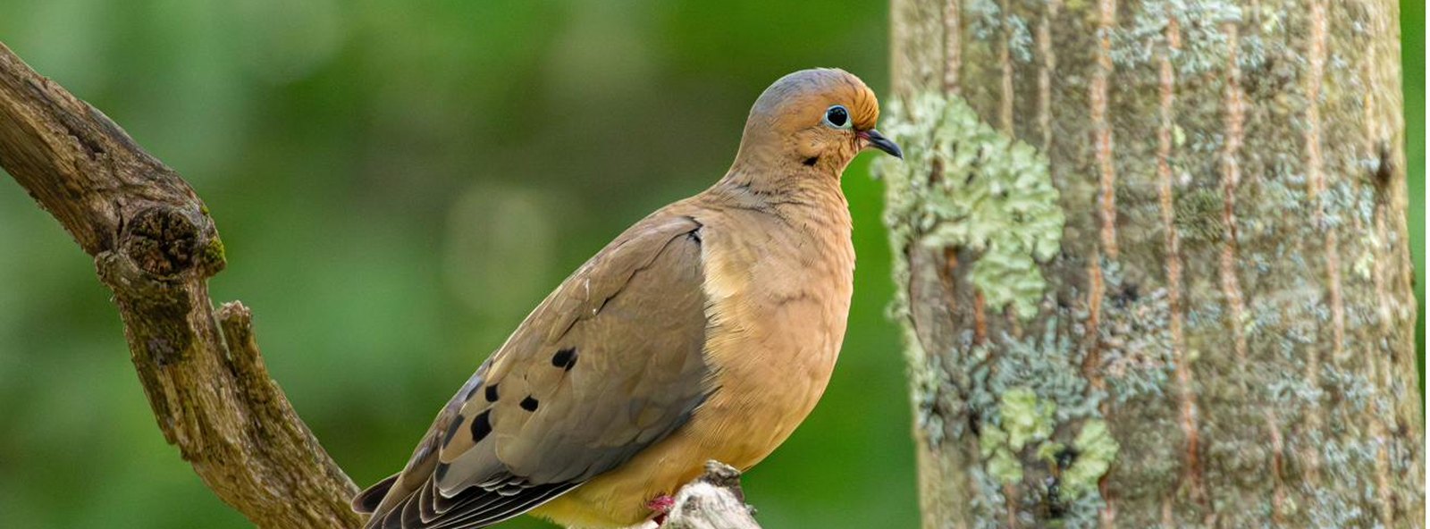 A mourning dove perched on a branch beside a lichen-covered trunk